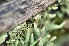 Cladonia transcendens