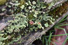 Cladonia transcendens
