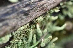 Cladonia transcendens