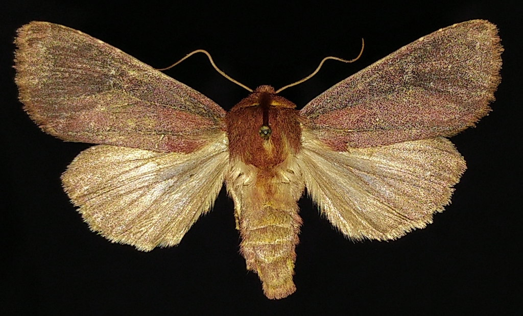 Maroonwing Moth