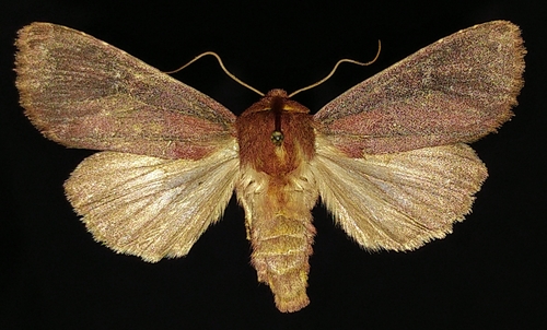 Maroonwing Moth