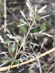 Eragrostis secundiflora