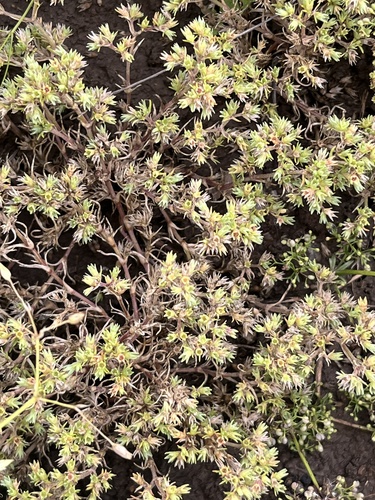 Annual Knawel (Scleranthus annuus)