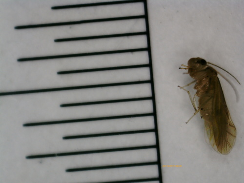 Psocidae