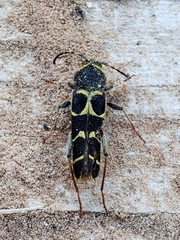 Neoclytus caprea