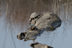 Actinemys marmorata marmorata