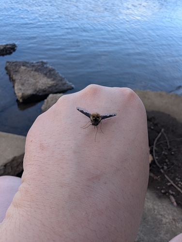 Unknown species found near Whiteaker, Eugene, OR, USA