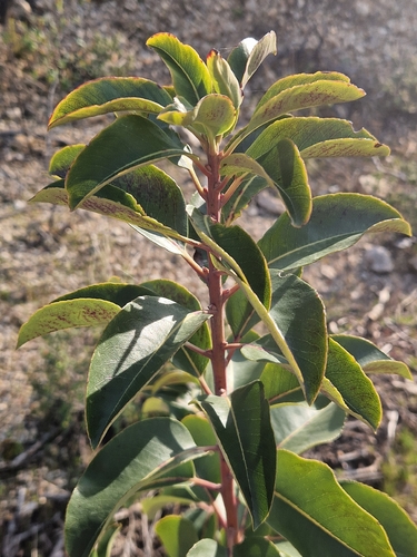 Greek strawberry-tree