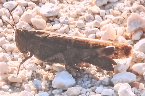 Broad Green-winged Grasshopper