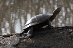 Actinemys marmorata marmorata