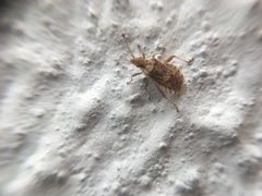 Aufeius impressicollis