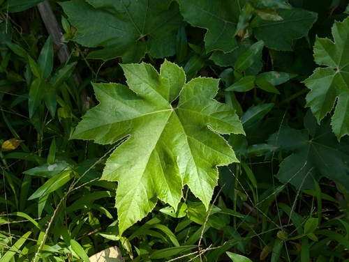 Tetrapanax papyrifer, 2026-03-26