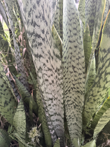 Dracaena trifasciata observed 2026-03-26