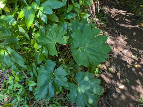 Tetrapanax papyrifer, 2026-03-26