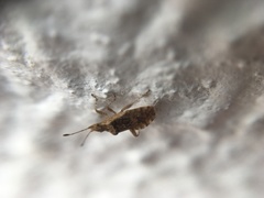 Aufeius impressicollis