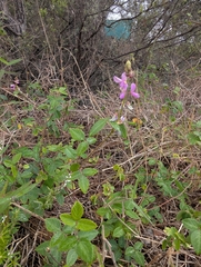 Desmodium intortum, photograph (c) David Anderson, some rights reserved (CC BY)