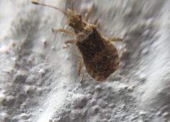 Aufeius impressicollis