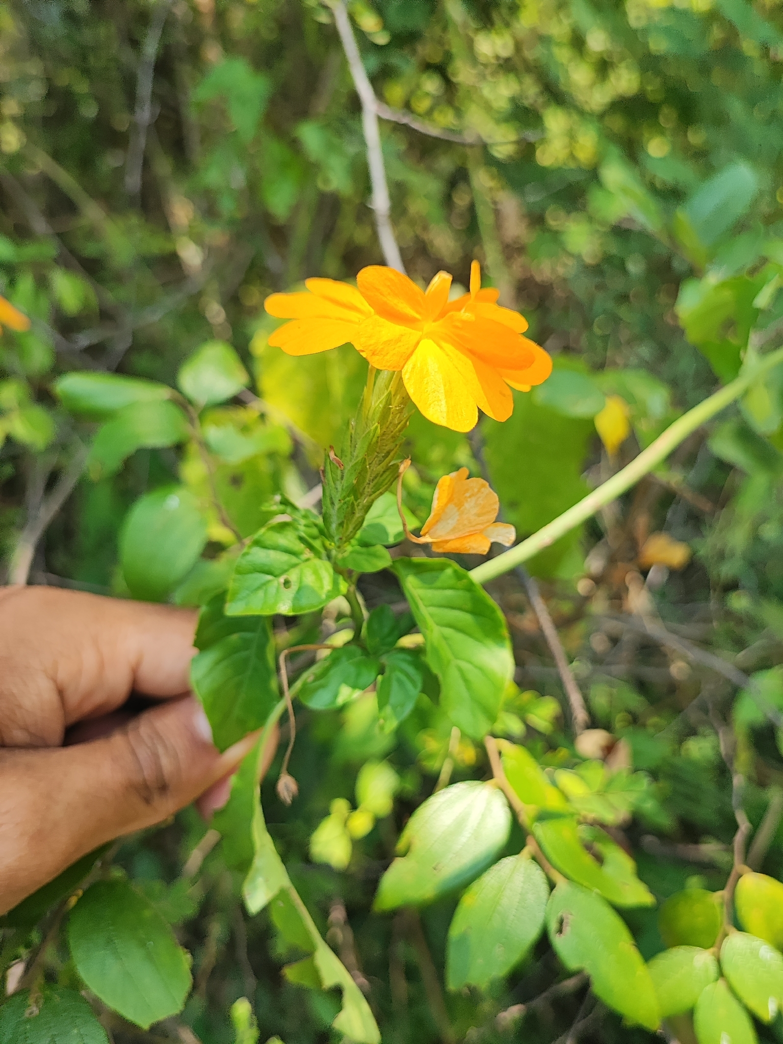 Firecracker Flower (Crossandra infundibuliformis)