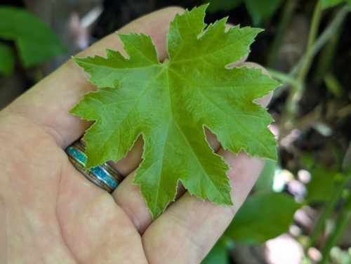 Tetrapanax (Tetrapanax papyrifer)