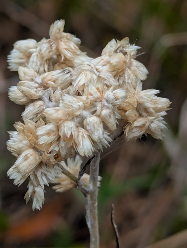 Pseudognaphalium sandwicensium