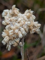Pseudognaphalium sandwicensium