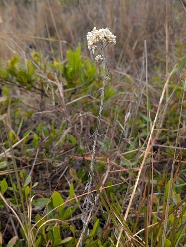 Pseudognaphalium sandwicensium, photograph 2