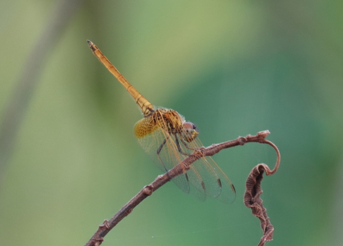 Trithemis aurora