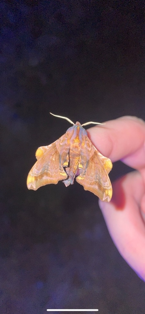 Smaller Sphinx Small-eyed Sphinx in August 2024 by Carolyn Jungsuh Rhee · iNaturalist