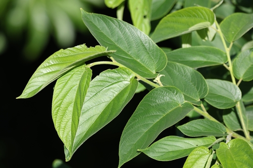 Oriental Trema (Trema orientale)