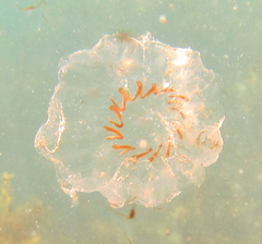 Cyclosalpa affinis
