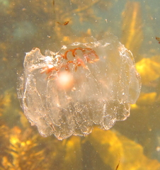 Cyclosalpa affinis