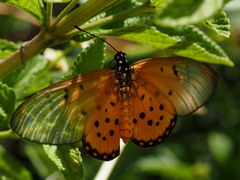 Acraea neobule neobule