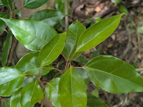 Cinnamomum camphora observed 2026-03-26