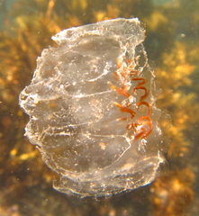 Cyclosalpa affinis