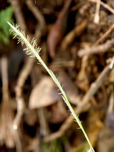 Carex dolichostachya observed 2026-03-26