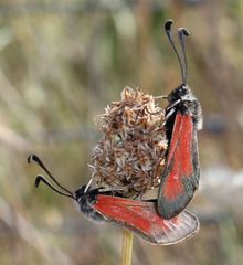 Zygaena punctum