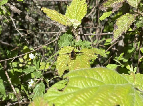 Unknown species found near Contra Costa County, CA, USA