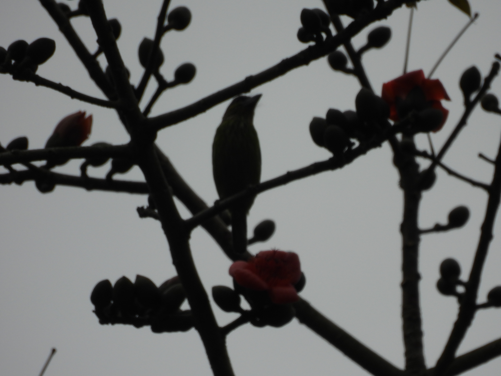 Bombax ceiba — ảnh 3