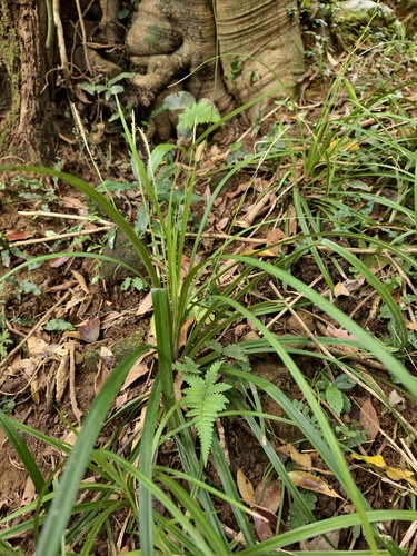 Carex dolichostachya observed 2026-03-26