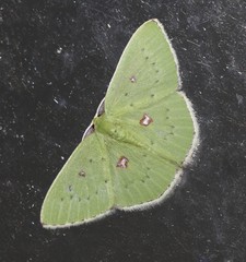 Comostola leucomerata