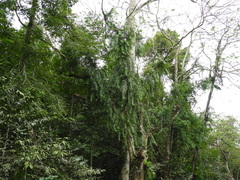 Pothos scandens, photograph (c) Mark Clarke, some rights reserved (CC BY)
