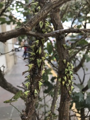 Umbonia
