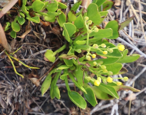 Image of Villarsia manningiana by (c) Tony Rebelo, some rights reserved (CC BY-SA)