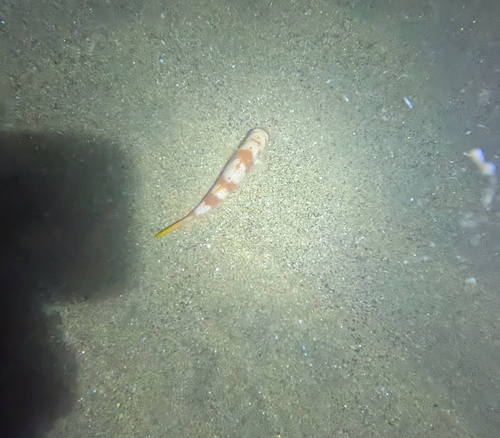 Pseudupeneus grandisquamis, 2026-03-26