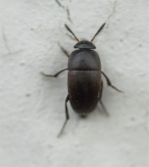 Ptomaphagus