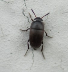 Ptomaphagus