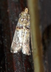 Conobathra hemichlaena