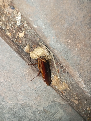American Cockroach