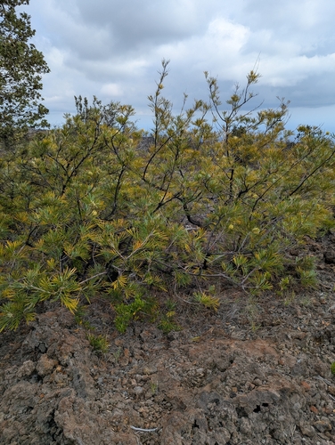 Grevillea banksii observed 2026-03-26