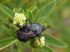 Hypselogenia geotrupina geotrupina